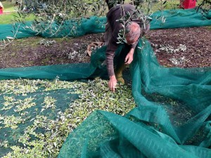 Raccolta delle olive